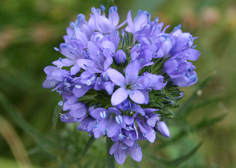 Globe or Blue-headed Gilia, Gilia capitata